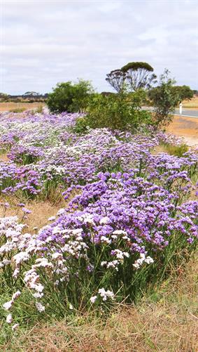 Wildflowers, Kondinin-Hyden Road, WA.